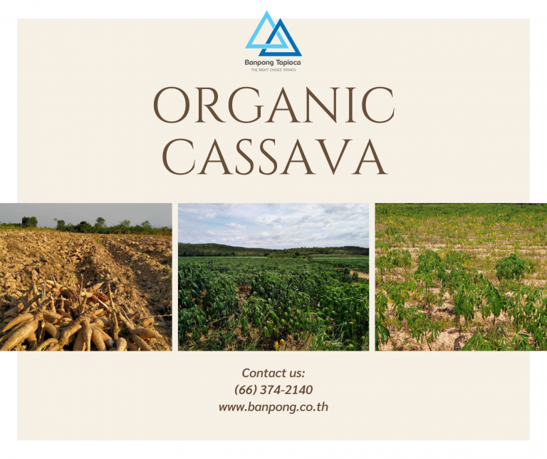 organic cassava